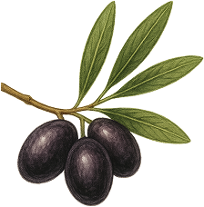 Rametto di olive nere