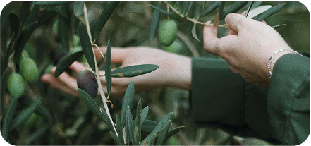 raccolta delle olive