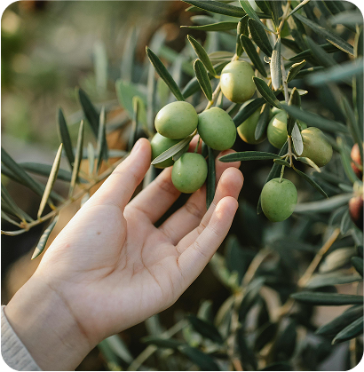 raccolta di olive